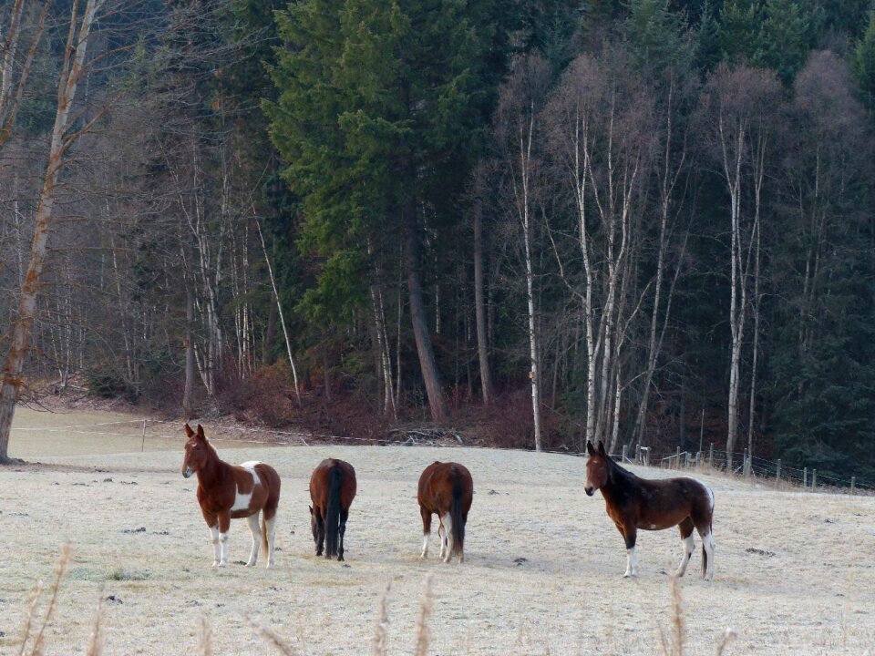 Farm animal early winter early frost photo