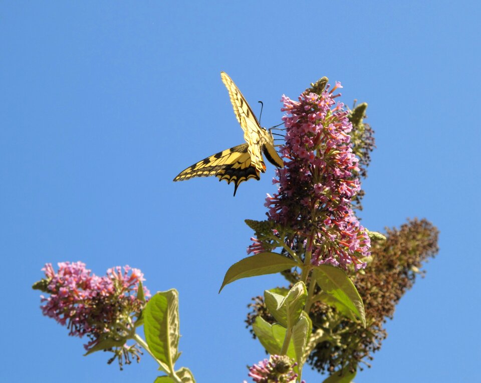 Flight forage nature