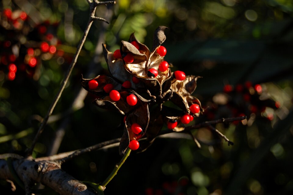 Seeds abrus precatorius weed