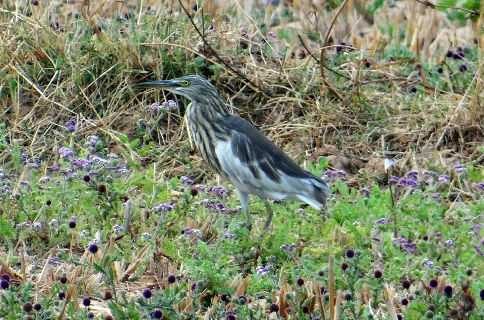 Paddy bird dharwad india
