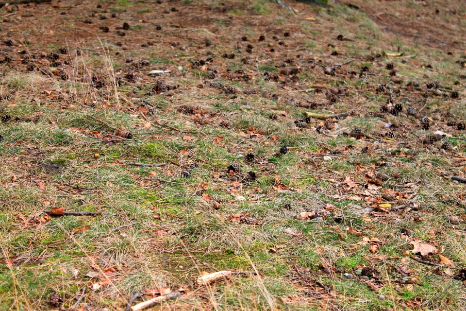 Pine cones autumn colours nature