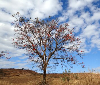Flower sunshine tree india photo