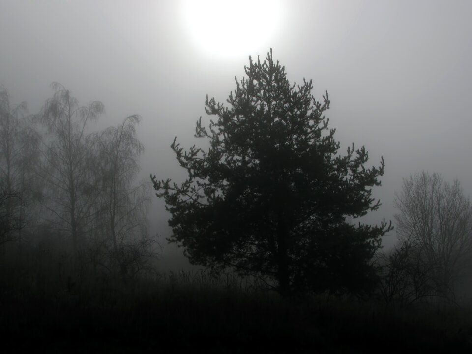 Foggy winter wintry