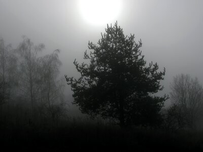 Foggy winter wintry photo