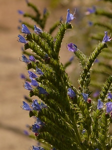 Bloom snake head blue photo