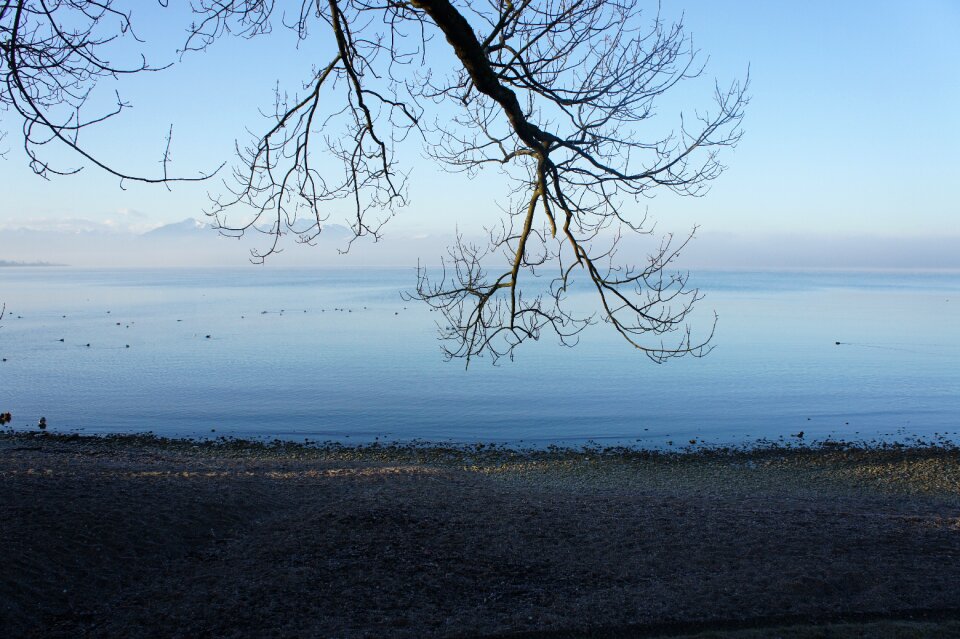 Tree individually landscape