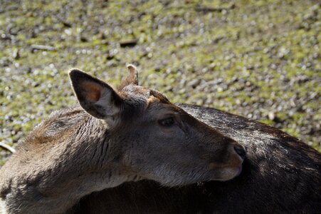 Mammal forest deer park