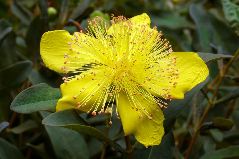 Yellow garden spring