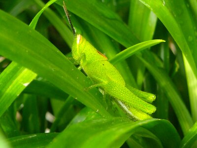 Green leaf pandan
