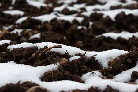 White new zealand frozen