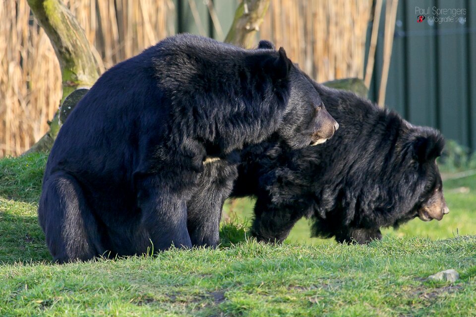 Black bear bear zoo