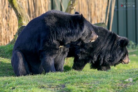 Black bear bear zoo photo
