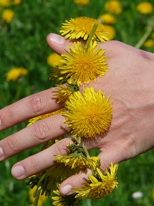 Hand flower flowers