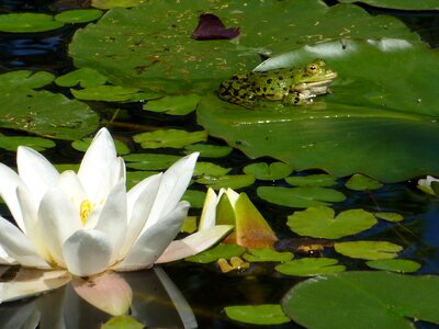 Water lily frog pond photo