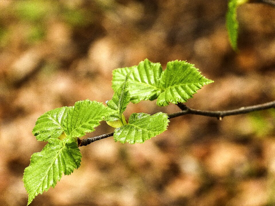 Birch close-up nature photo