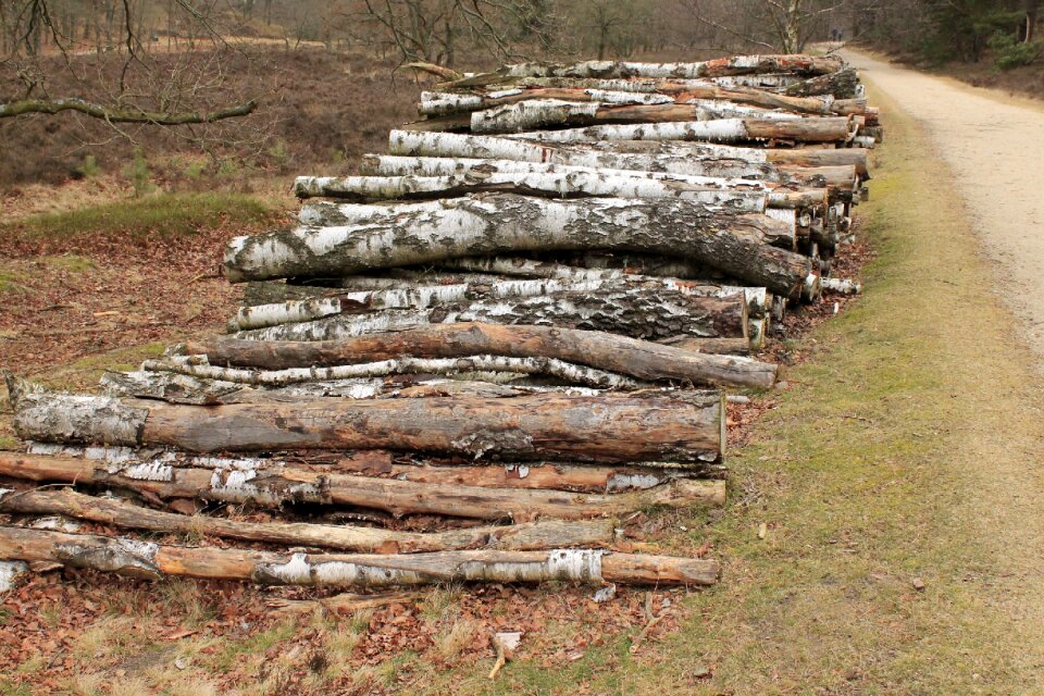 Forestry work sawed off trees