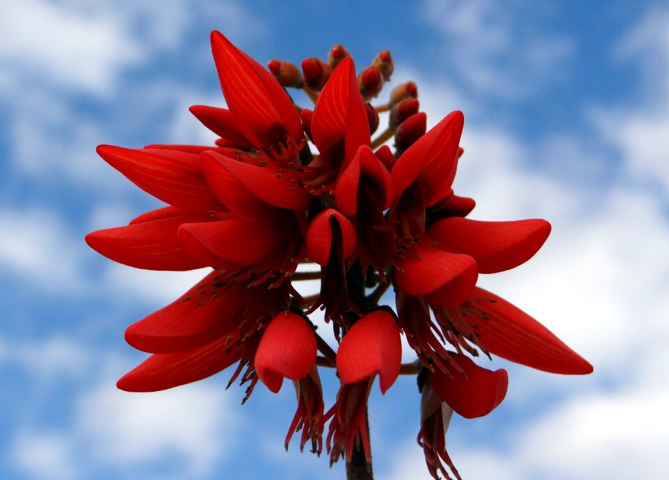 Coral tree sunshine tree india