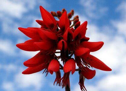Coral tree sunshine tree india