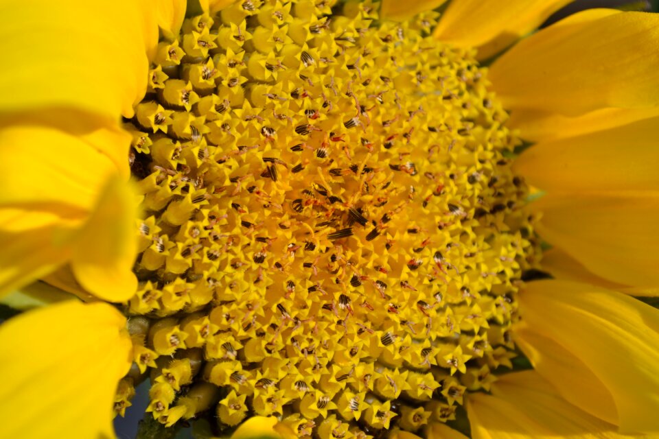 Plant close-up nature