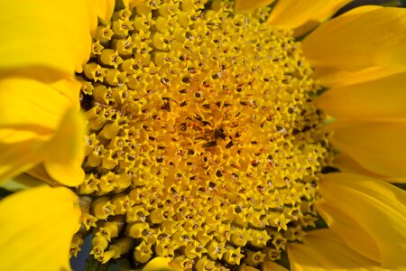 Plant close-up nature photo