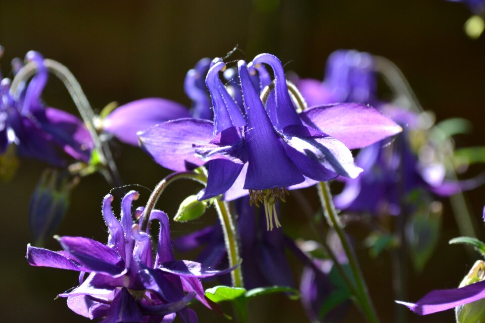 Purple violet flora