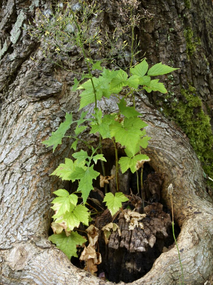 Bark growing plant nature