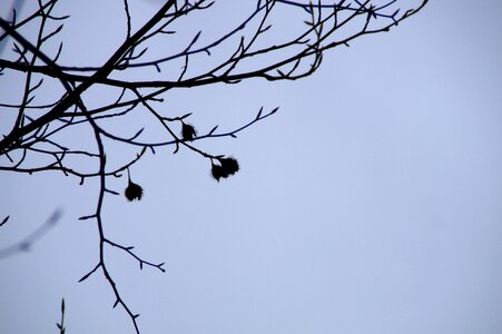 Branches sky winter