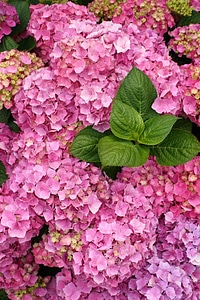Blossom plant nature