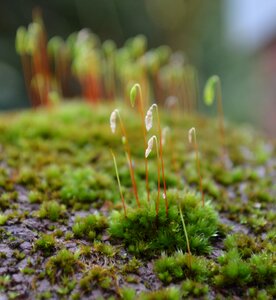 Lichen green forest