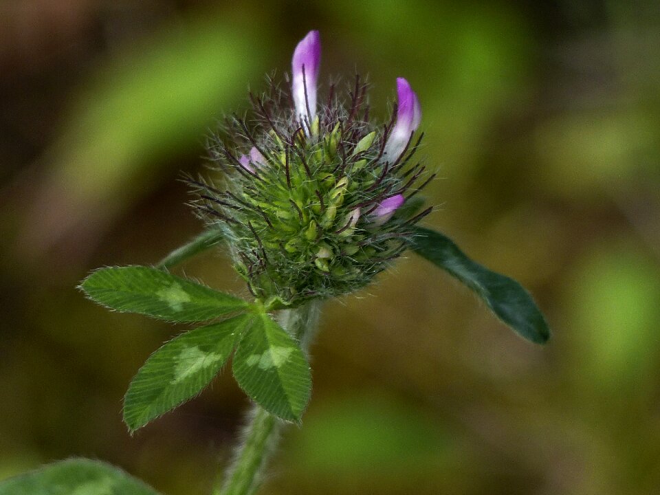 Plant wild plant flower