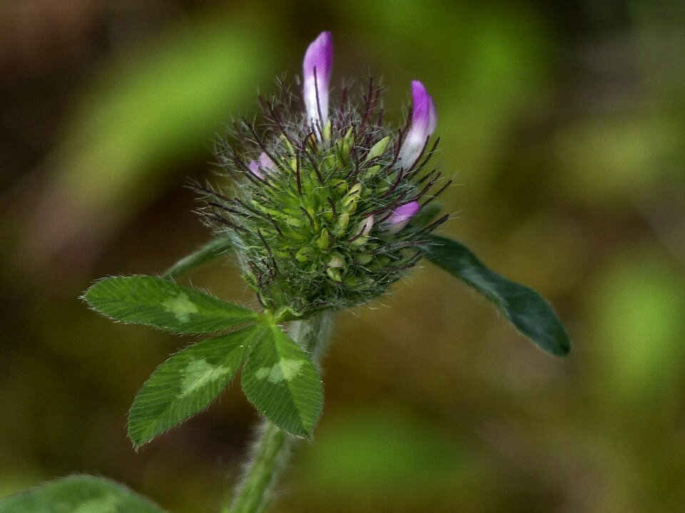 Plant wild plant flower photo