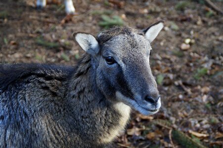 Mouflon portrait animal