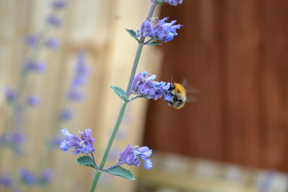 Flower blue herb