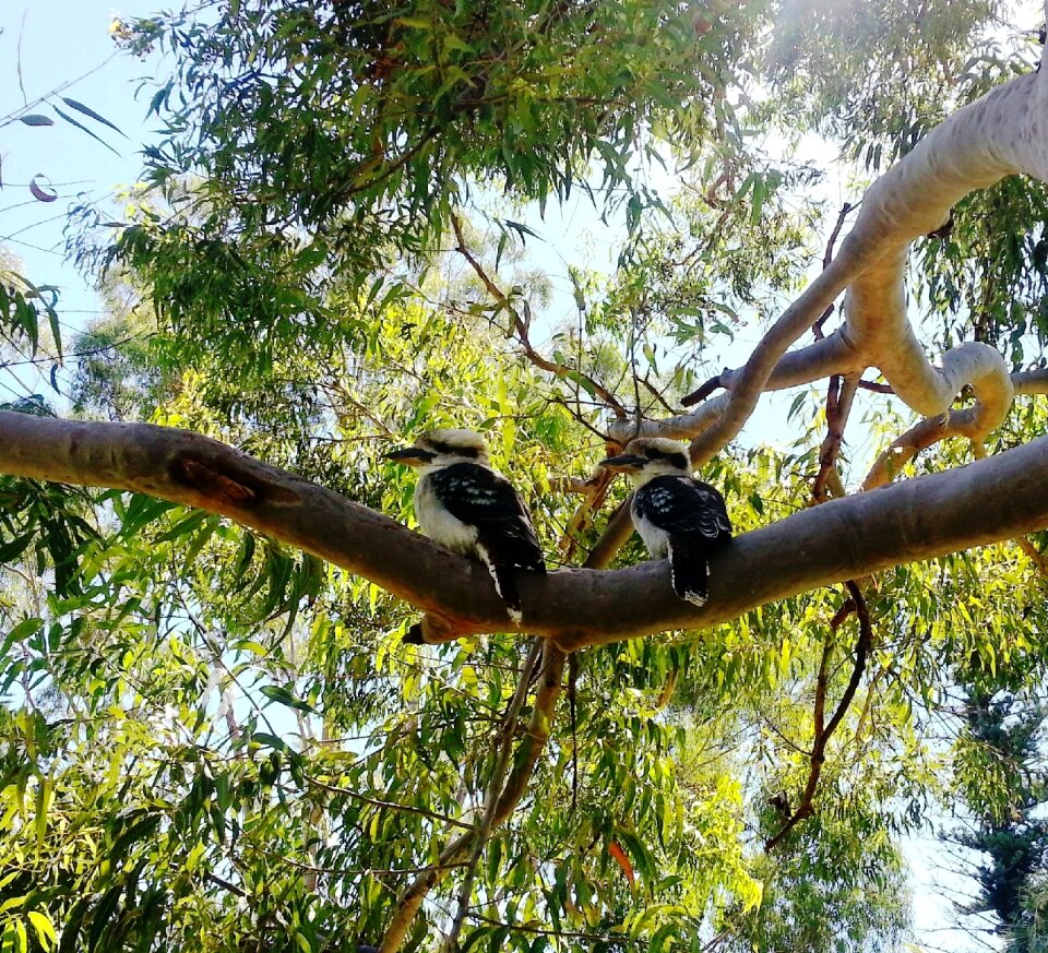 Australian native bird wildlife aussie