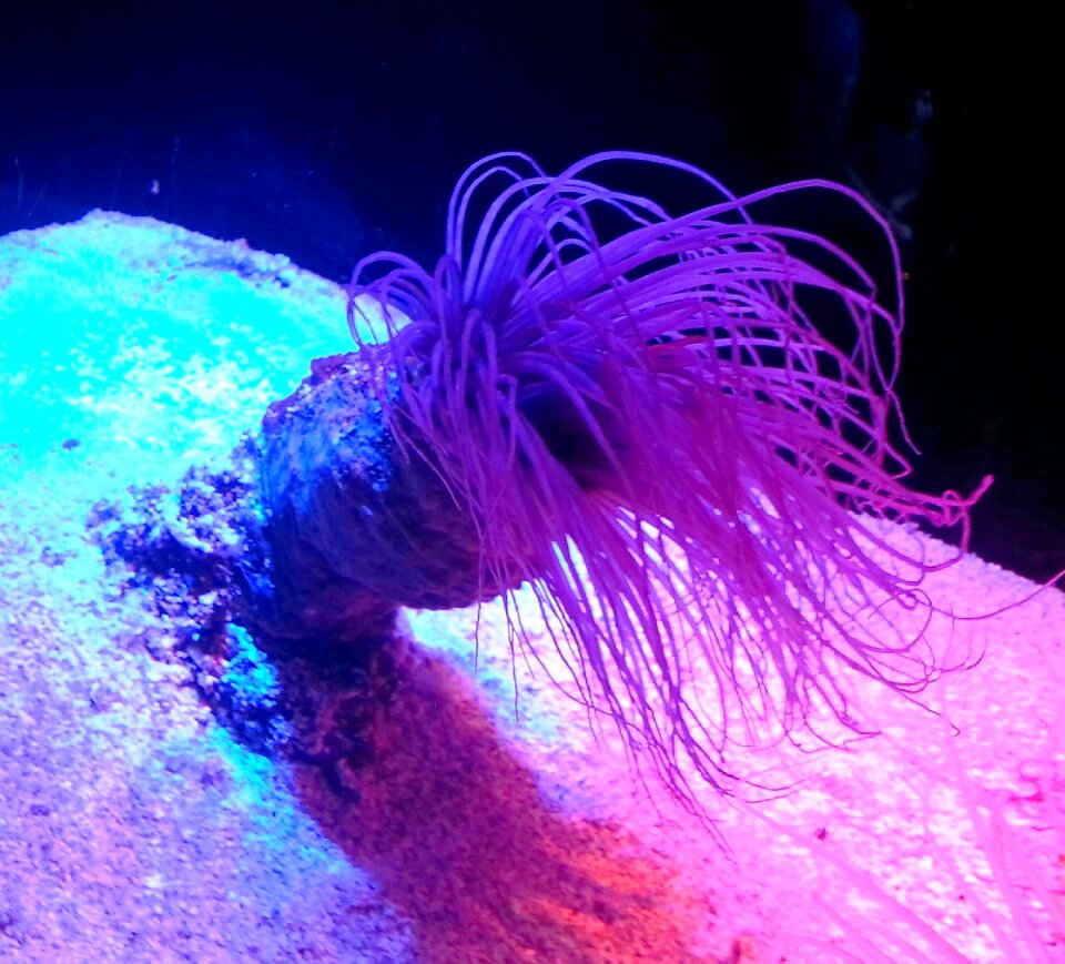 Shoreline sea life underwater