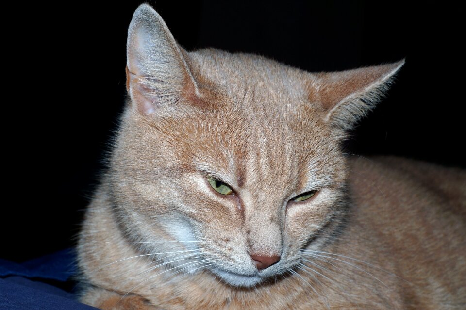 Cat pet Free photos