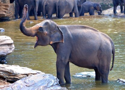 Bathing elephant female elephant shouting photo