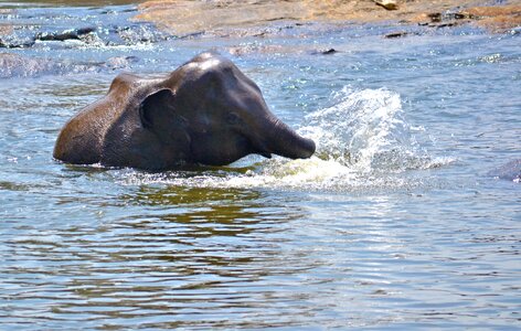 River bath elephant bath elephant fun photo