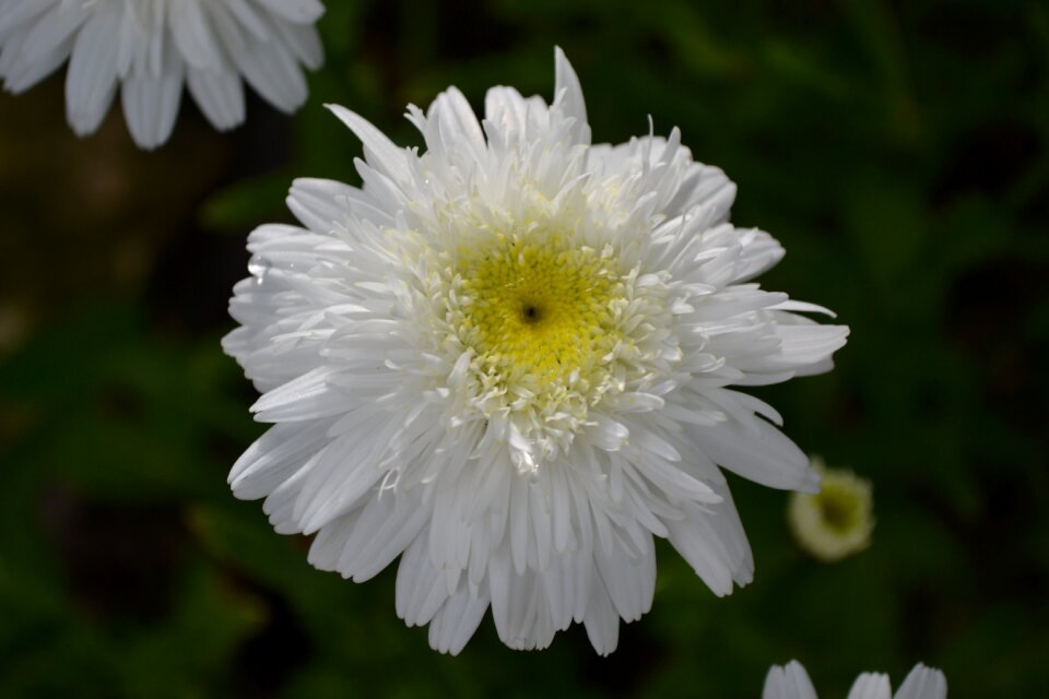 Close-up nature plant