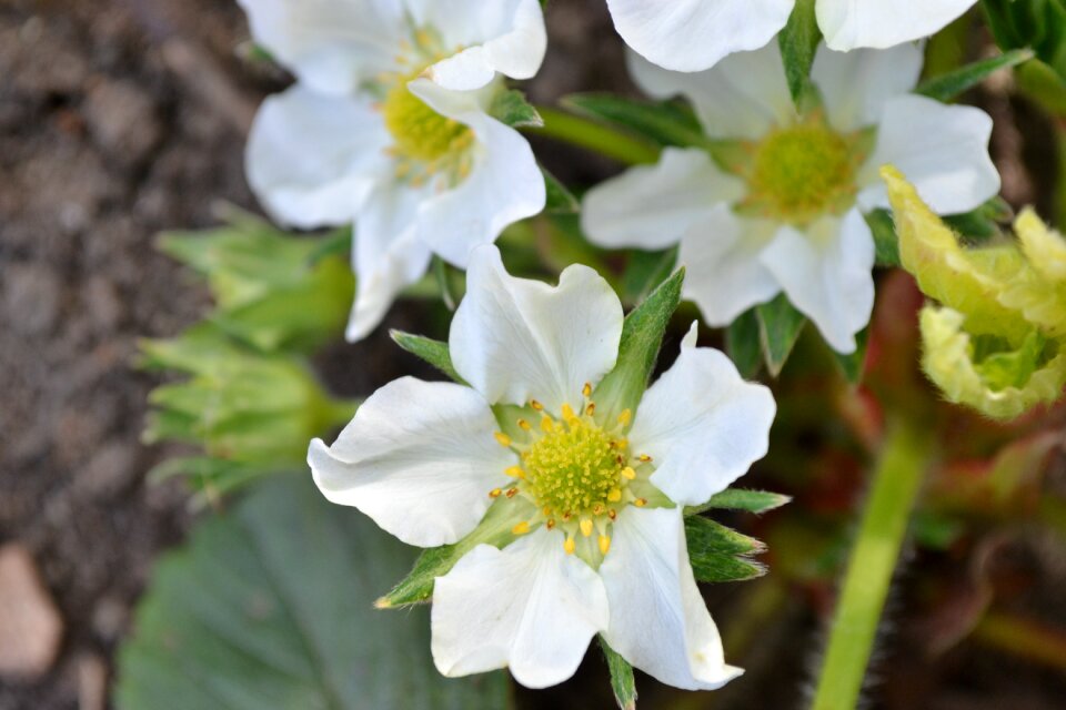 White close-up nature
