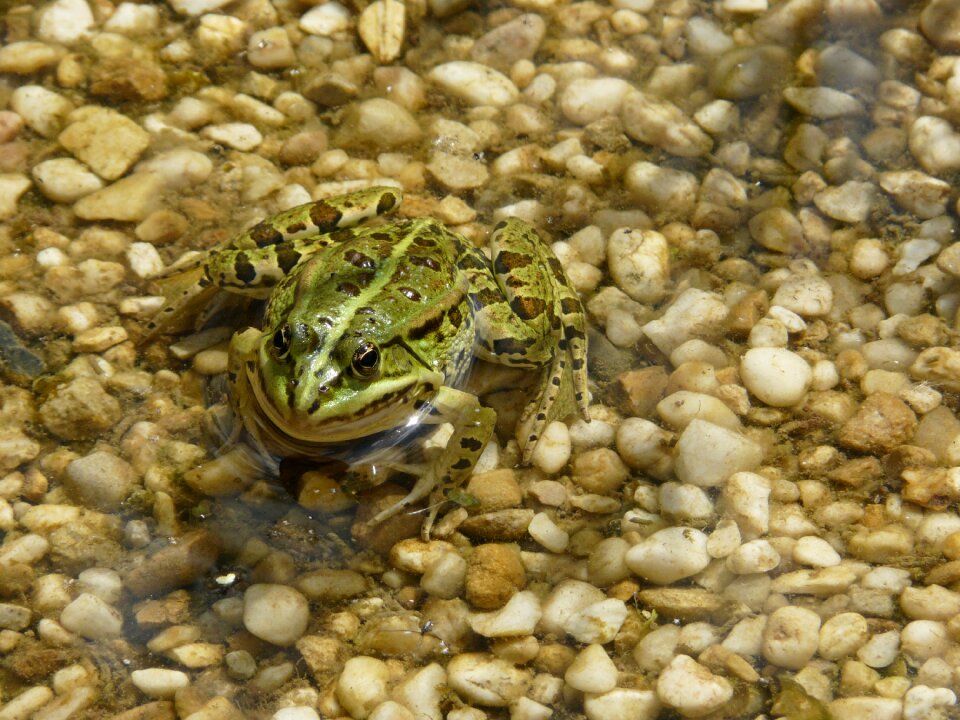 Water animal gerardo