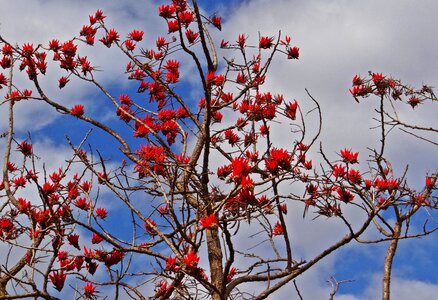 Flower sunshine tree india photo