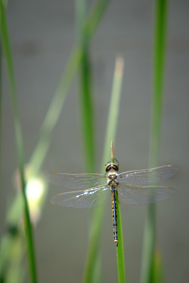 Bug bugs dragonflies