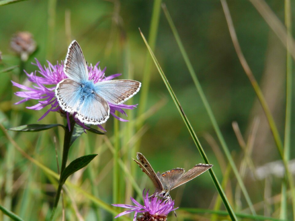 Insects flower alps