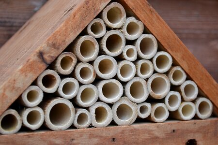 Cutter house bamboo