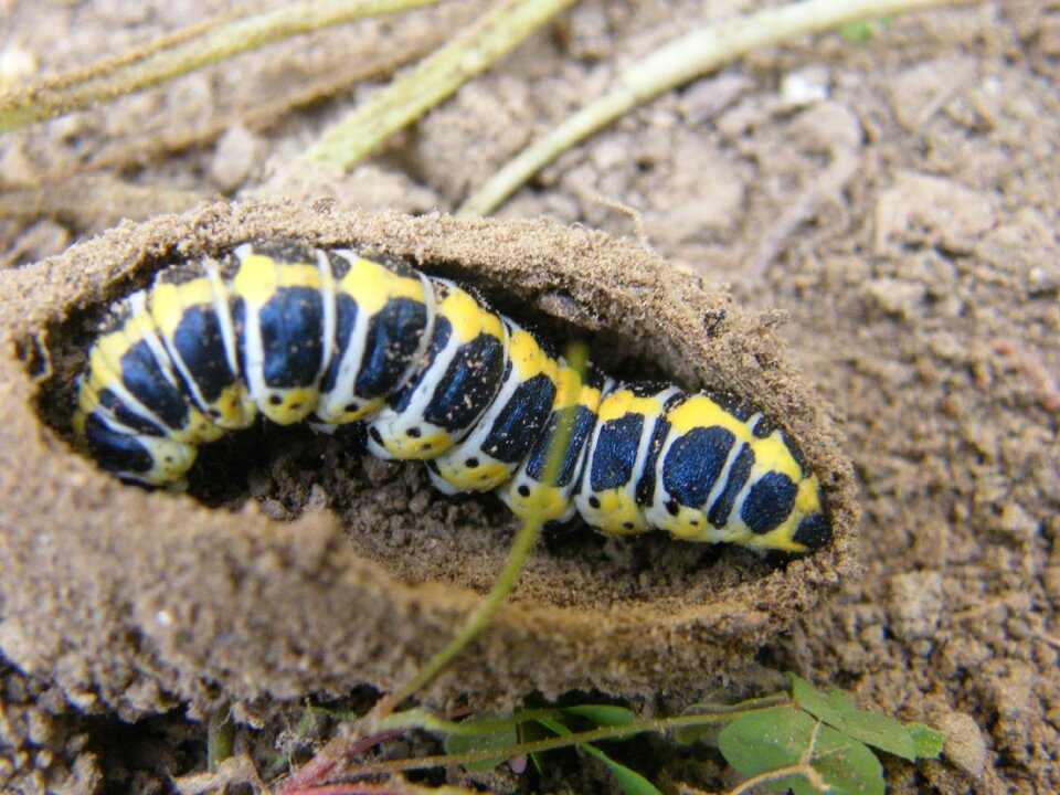 Spring caterpillar nature