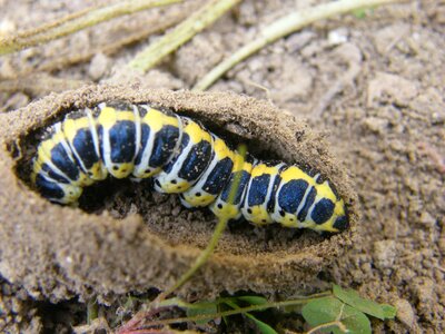 Spring caterpillar nature