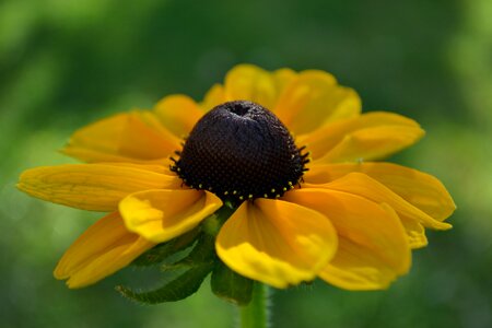 Yellow head pollen