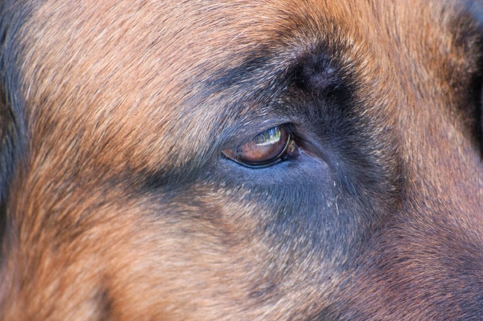 View eyes brown eyes