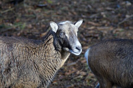 Head wool fur